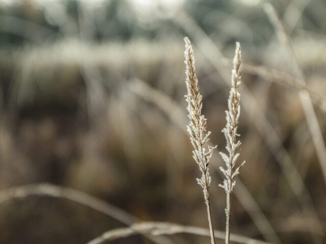 Ekumenisk gudstjänst söndag 23 november 18:00